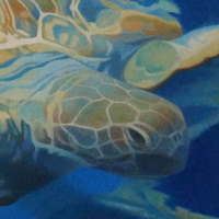 green sea turtle